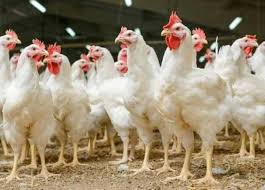 سعر الفراخ البيضاء والبلدي في بورصة الدواجن اليوم الاثنين 1-12-2025 - الوان اف ام