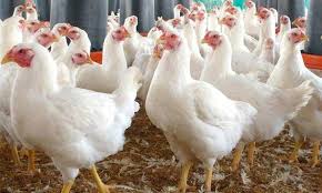 سعر الفراخ البيضاء والبلدي في بورصة الدواجن اليوم الاثنين 1-12-2025 - الوان اف ام
