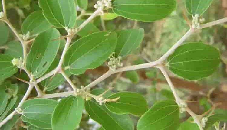 فوائد ورق السدر، ينظم مستويات السكر ويعالج اضطرابات الجهاز الهضمي - الوان اف ام